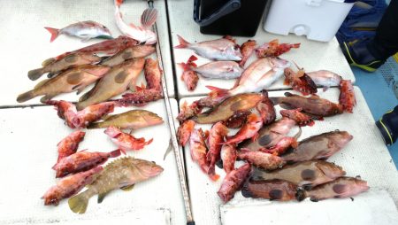 リトルワン 釣果