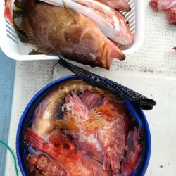 リトルワン 釣果