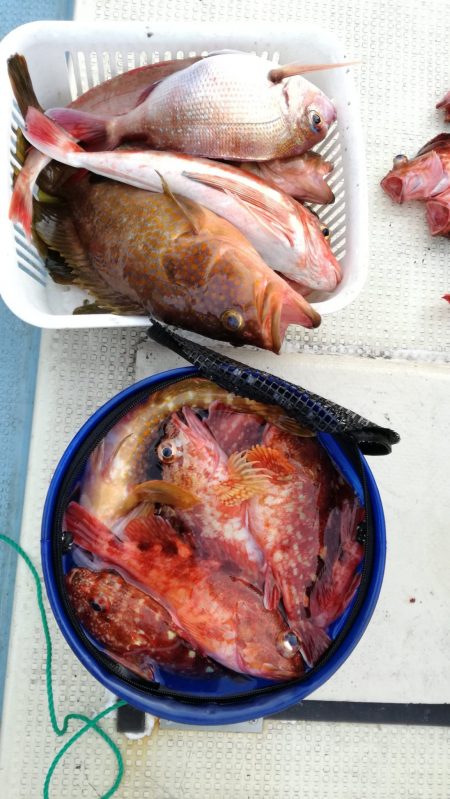 リトルワン 釣果