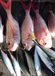 海晴丸 釣果