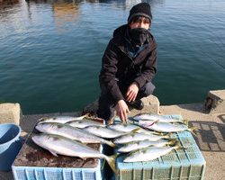 魚英 釣果