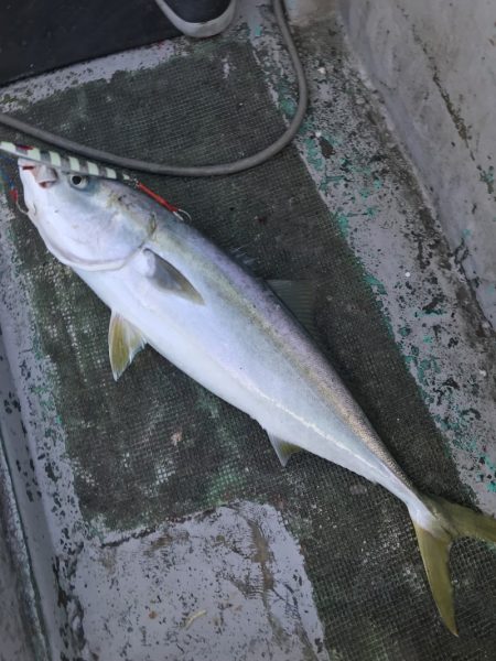 たいし丸 釣果