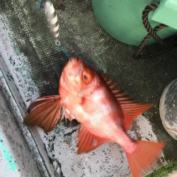 たいし丸 釣果