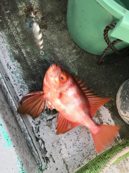 たいし丸 釣果