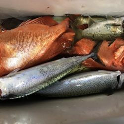 たいし丸 釣果