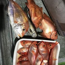 たいし丸 釣果
