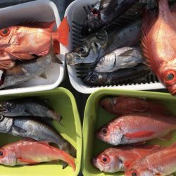 たいし丸 釣果