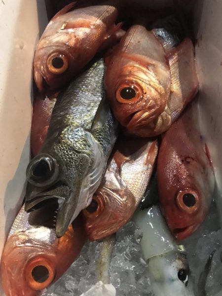 たいし丸 釣果