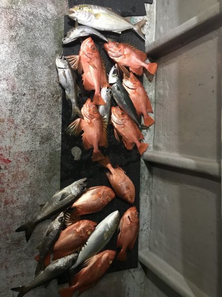 たいし丸 釣果