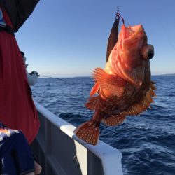 たいし丸 釣果