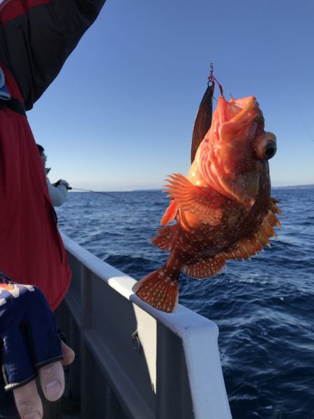 たいし丸 釣果