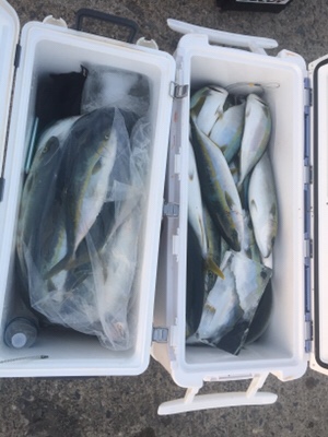 シーモンキー 釣果