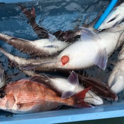 さとみ丸 釣果