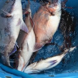 さとみ丸 釣果