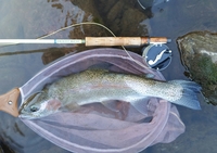 秩父フライフィールド 釣果