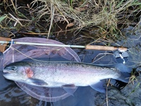 秩父フライフィールド 釣果