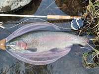 秩父フライフィールド 釣果