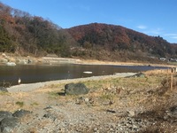 秩父フライフィールド 釣果