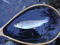 秩父フライフィールド 釣果