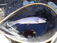 秩父フライフィールド 釣果