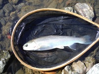 秩父フライフィールド 釣果