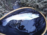 秩父フライフィールド 釣果