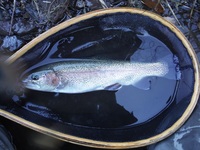 秩父フライフィールド 釣果