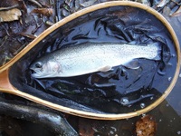 秩父フライフィールド 釣果