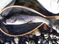 秩父フライフィールド 釣果