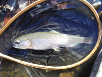 秩父フライフィールド 釣果