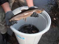 秩父フライフィールド 釣果