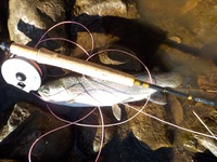 秩父フライフィールド 釣果