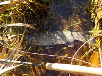 秩父フライフィールド 釣果