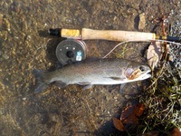 秩父フライフィールド 釣果