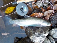 秩父フライフィールド 釣果