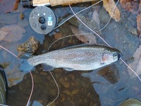 秩父フライフィールド 釣果
