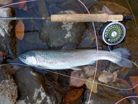 秩父フライフィールド 釣果