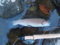 秩父フライフィールド 釣果