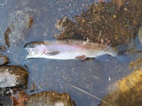 秩父フライフィールド 釣果