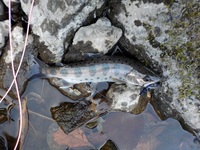 秩父フライフィールド 釣果