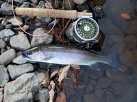 秩父フライフィールド 釣果