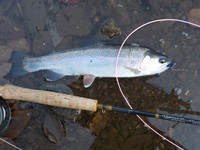 秩父フライフィールド 釣果