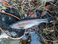 秩父フライフィールド 釣果