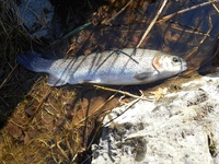 秩父フライフィールド 釣果