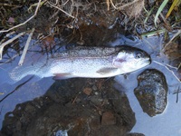 秩父フライフィールド 釣果
