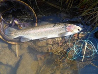 秩父フライフィールド 釣果