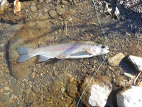 秩父フライフィールド 釣果