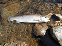 秩父フライフィールド 釣果