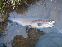 秩父フライフィールド 釣果