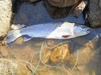 秩父フライフィールド 釣果